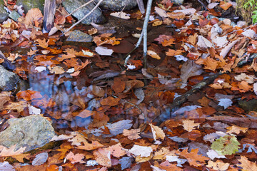 Autumn leaf pool