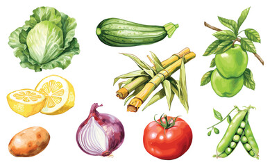 Watercolor painted collection of vegetables and fruits. Hand drawn fresh food design elements isolated on white background