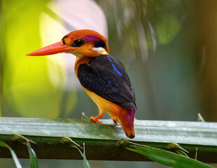 Dwarf kingfisher