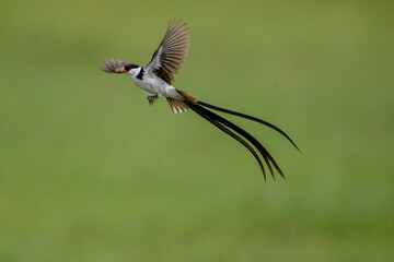 Pin Tailed Whydah