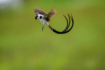 Pin Tailed Whydah