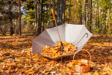 Umbrella and basket full of yellow maple leaves in the autumn park. Orange leaves fall from trees in the park in autumn