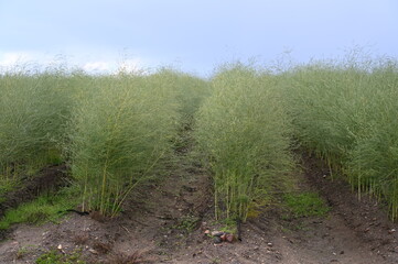 Fototapeta na wymiar Asparagus officinalis farm field in rural germany