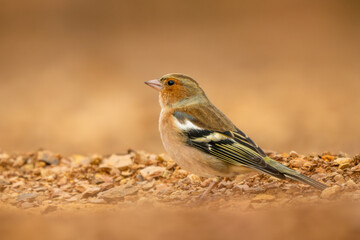 Obraz premium Common Chaffinch - Fringilla coelebs, beautiful colored perching bird from Old World forests, Andalusia, Spain.