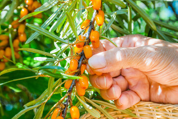 An elderly woman collects sea buckthorn berries in summer. Close-up