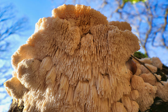 Hericium cirrhatum (Tiered Tooth Fungus) found growing 20 feet up an oak tree. A rare edible fungus with good medicinal properties.
