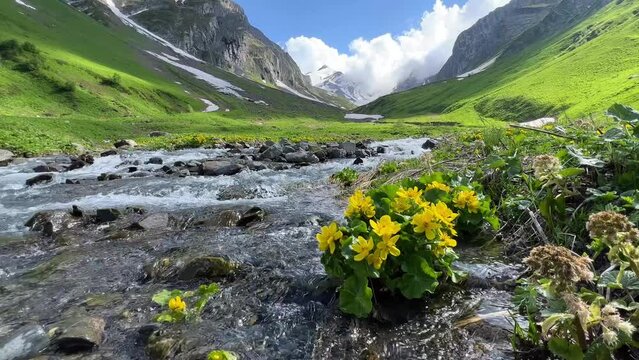 A vibrant yellow flower blooms by a clear mountain stream with lush green slopes and snow-capped peaks in the background, conveying the beauty of untouched nature, Georgia