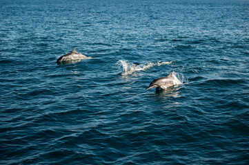 Fototapeta premium Swimming Dolphins in the Indian Ocean