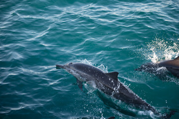 Naklejka premium Swimming Dolphins in the Indian Ocean