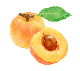 半分のあんず　丸ごとのあんず　水彩画イラスト