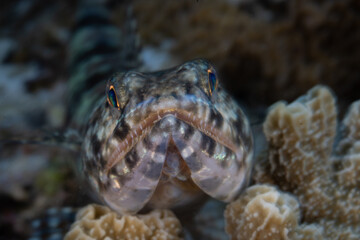 A lizardfish, Synodus sp., lies in wait for prey to swim close on a coral reef in Raja Ampat, Indonesia. This region harbors epic marine biodiversity and is known as the heart of the Coral Triangle.