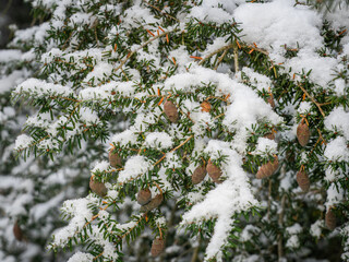 An schneebedeckten Zweigen hängen Zapfen der Südjapanische Hemlocktanne (Tsuga sieboldii).