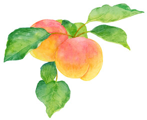 あんずの実と葉　水彩画イラスト