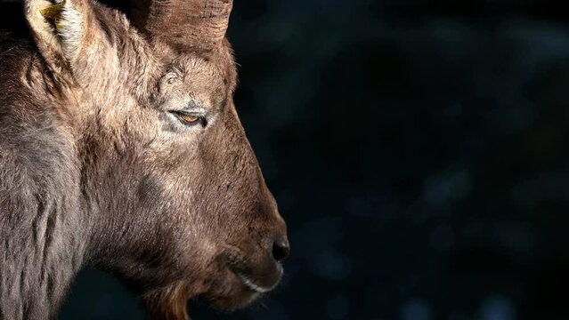 Portrait of a goat. Alpine ibex. Capra ibex. One male bouquetin resting. Real time.