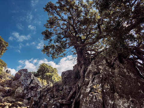 Wild Cretan beauty