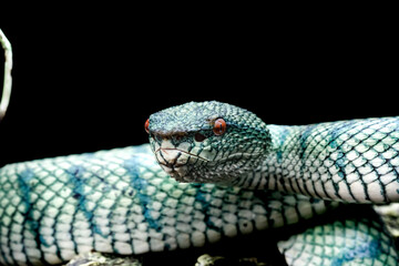 tropidoleamus subannulatus 