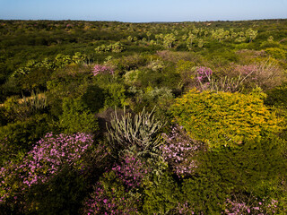 vista a&eacute;rea de floresta de caatinga, vegeta&ccedil;&atilde;o t&iacute;pica do nordeste brasileiro