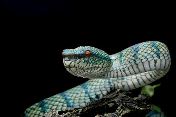 tropidoleamus subannulatus 