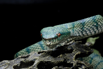 tropidoleamus subannulatus 