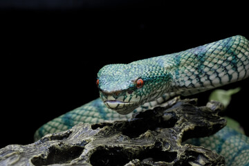 tropidoleamus subannulatus 