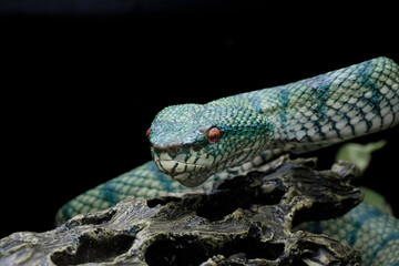 tropidoleamus subannulatus 