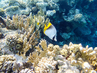 Chaetodon auriga or Cuneiform butterfly in the coral reef of the Red Sea