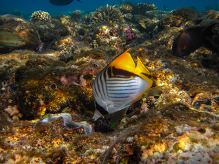 Fototapeta na wymiar Chaetodon auriga or Cuneiform butterfly in the coral reef of the Red Sea
