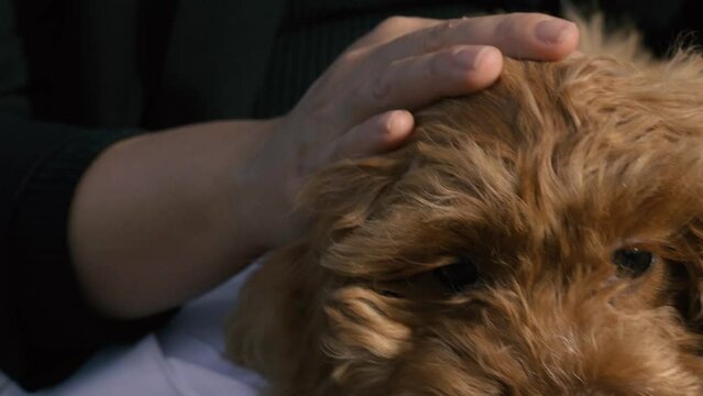 A cavapoo puppy sits in a woman's arms. Close-up.