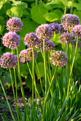 Blooming Allium (Allium giganteum) in the garden