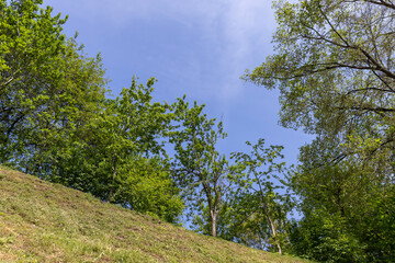 beautiful green foliage of trees in warm sunny weather
