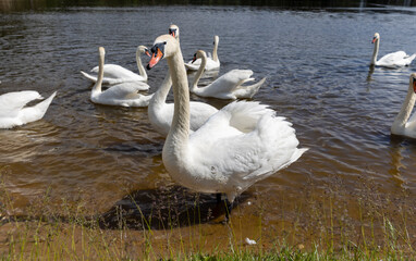 a large number of white swans on the lake in summer