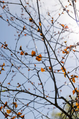 spring park with birch trees with the first red foliage