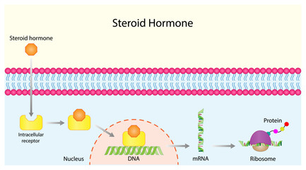 Steroid hormones mechanism of action. Steroids Bind to an intracellular receptor. Hormone-receptor complex activate gene transcription in the nucleus, followed by protein synthesis. Vector diagram.