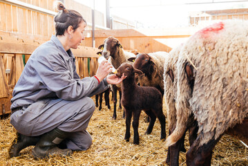 Happy woman in barn feeding lamb with milk bottle
