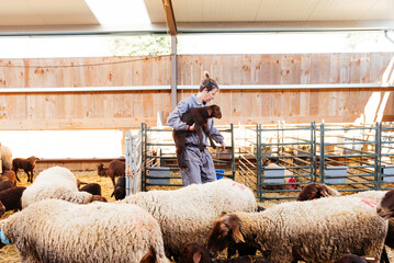 Adult woman with sheep working in barn - obrazy, fototapety, plakaty