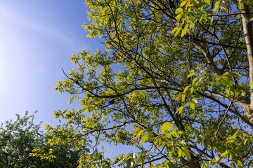 yellow-green walnut foliage in a fruit garden