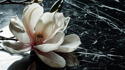 A single breathtaking magnolia flower on a glossy obsidian surface. 