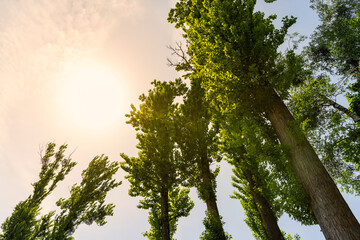 beautiful green lime trees in warm sunny weather