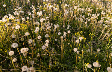 Obraz premium a large number of white dandelions at sunset