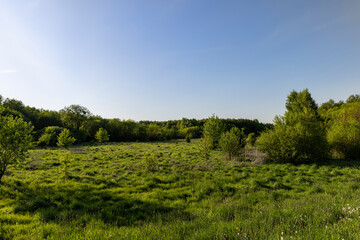 grass growing near the forest in the summer