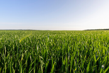 green young wheat in the field in the spring © rsooll
