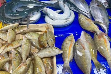Fresh variety of fish at a fish market in Asia. Freshly caught fish. Market in the Philippines