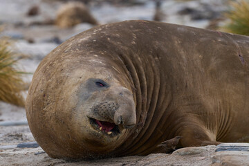 Male Southern Elephant Seal (Mirounga leonina) on Sea Lion Island in the Falkland Islands.