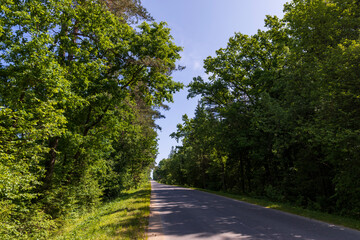 Fototapeta na wymiar paved road with trees in the forest in sunny weather