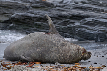 Male Southern Elephant Seal (Mirounga leonina) on Sea Lion Island in the Falkland Islands.