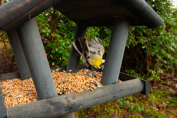 Tits having a snack on a garden bird feeder. Beautiful small garden bird feeding in winter time in bird feeder