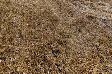 A field with cereals in the summer