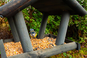 Tits having a snack on a garden bird feeder. Beautiful small garden bird feeding in winter time in...
