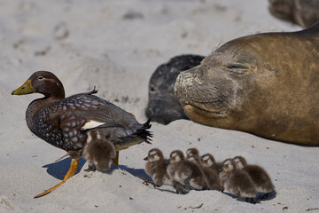 Falkland Steamer Ducks (Tachyeres brachypterus) navigate their brood of recently hatched chicks...