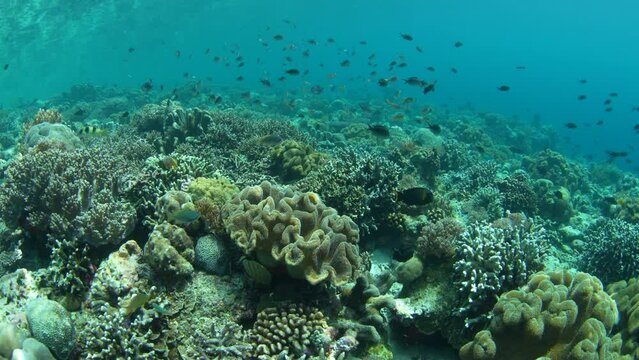 Reef fish swim over a healthy coral reef at the remote island of Pulau Koon, Indonesia. These scenic region's coral reefs, and the surrounding seas, support extraordinary marine biodiversity.